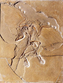 urvogel-archaeopteryx-litho